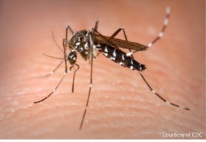 Female tiger mosquito, Aedes albopictus