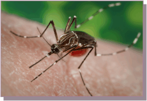 Aedes aegypti adult female taking a blood meal