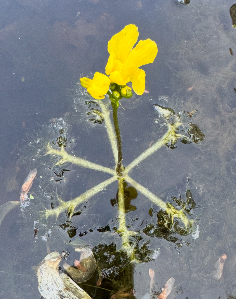 Utricularia inflata, bladderwort plant, in a pond and blooming with a yellow flower