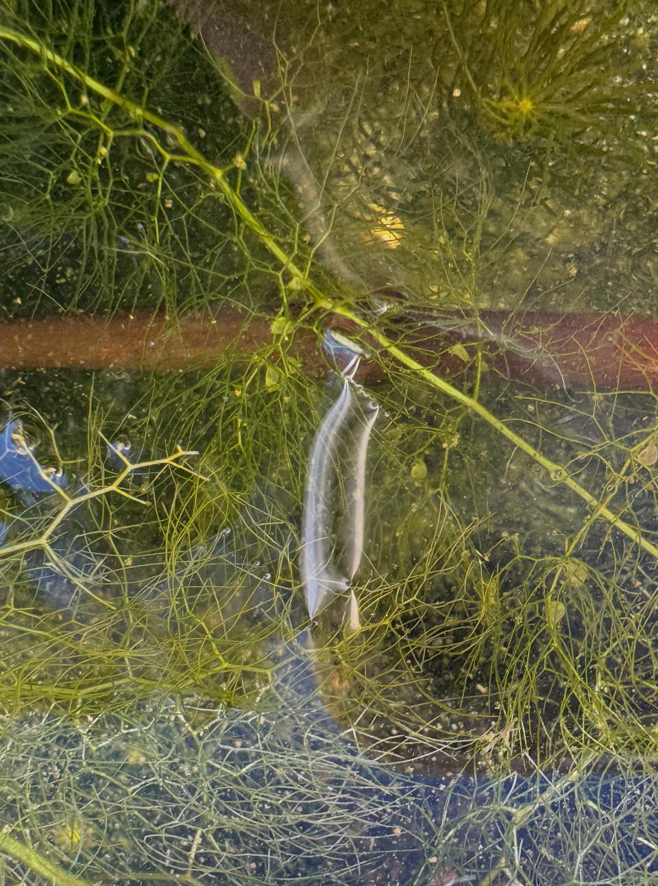 Utricularia inflata submerged underwater showing stems and bladders
