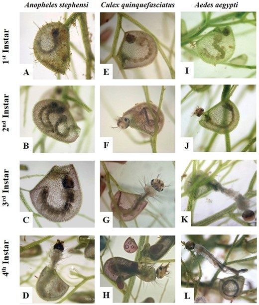 Utricularia consuming mosquito larvae