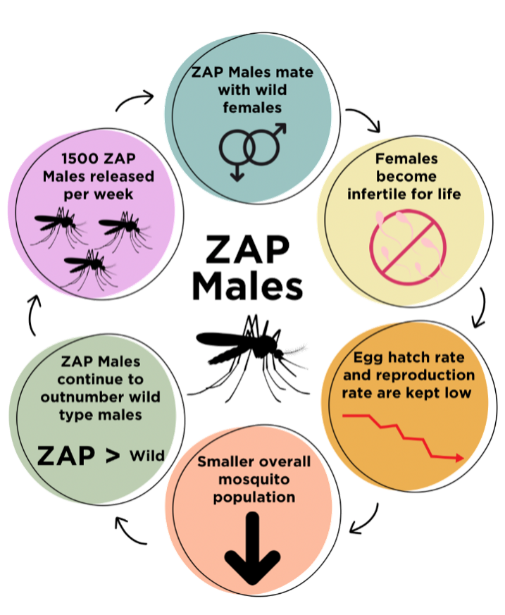 ZAP Males Graphic